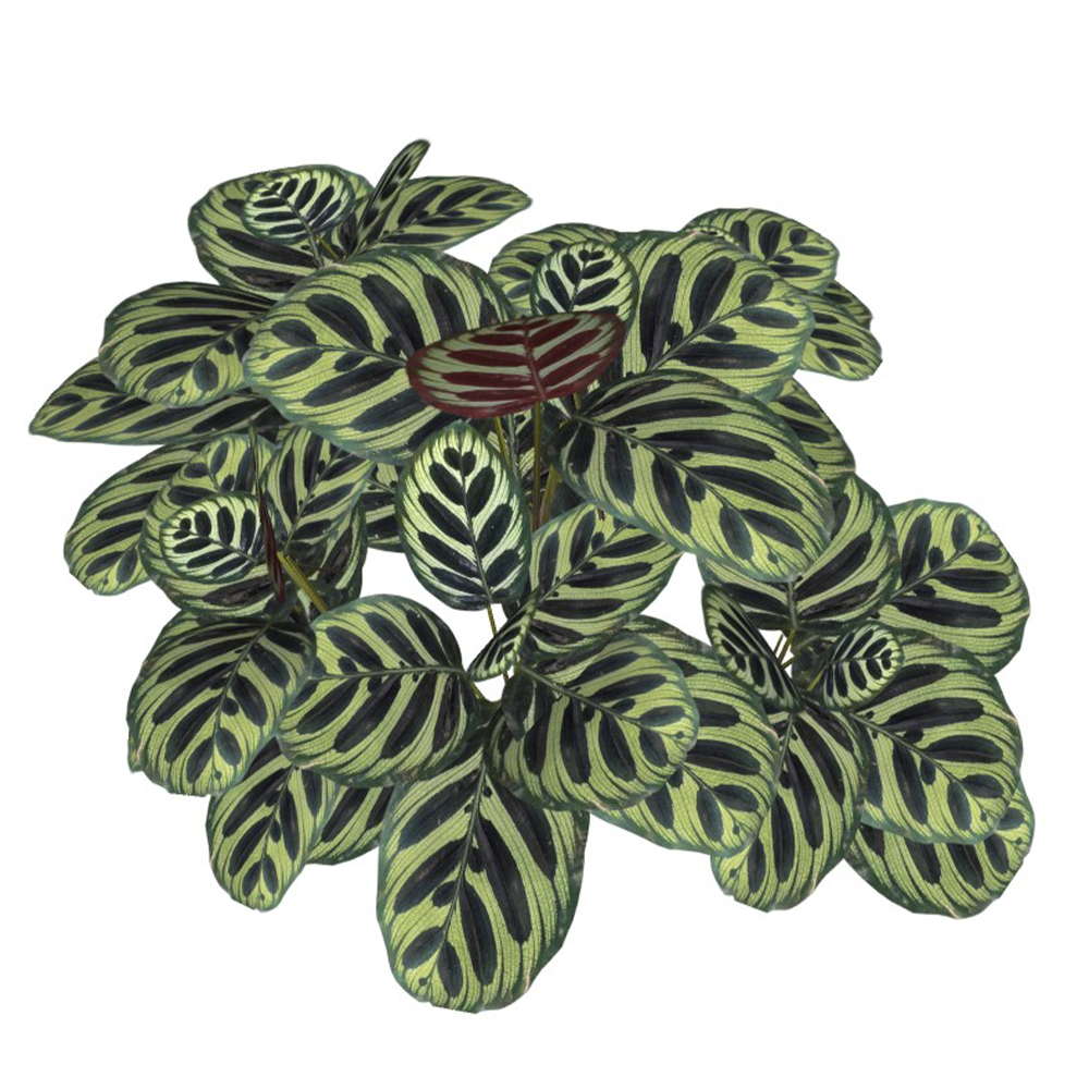 Calathea makoyana