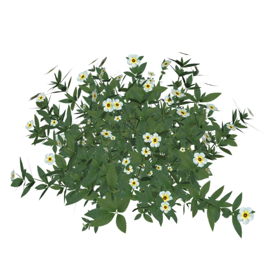 Turnera subulata