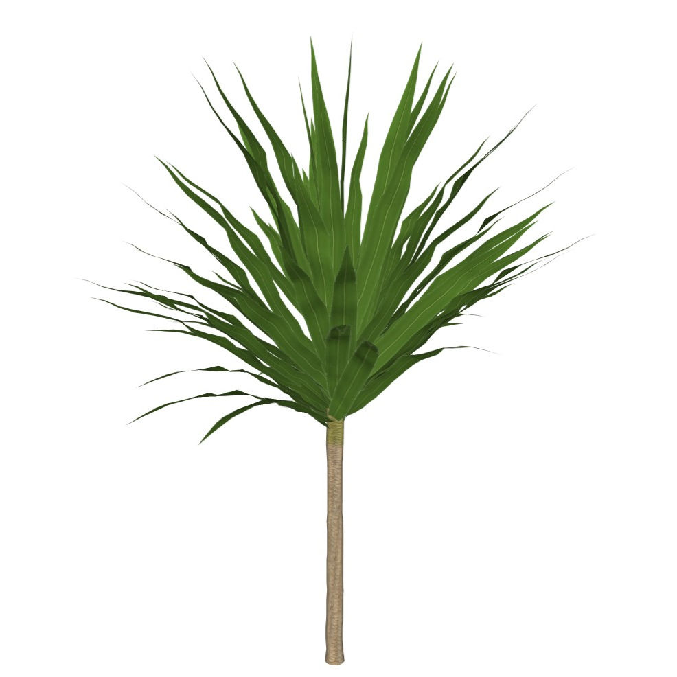 Dracaena arborea