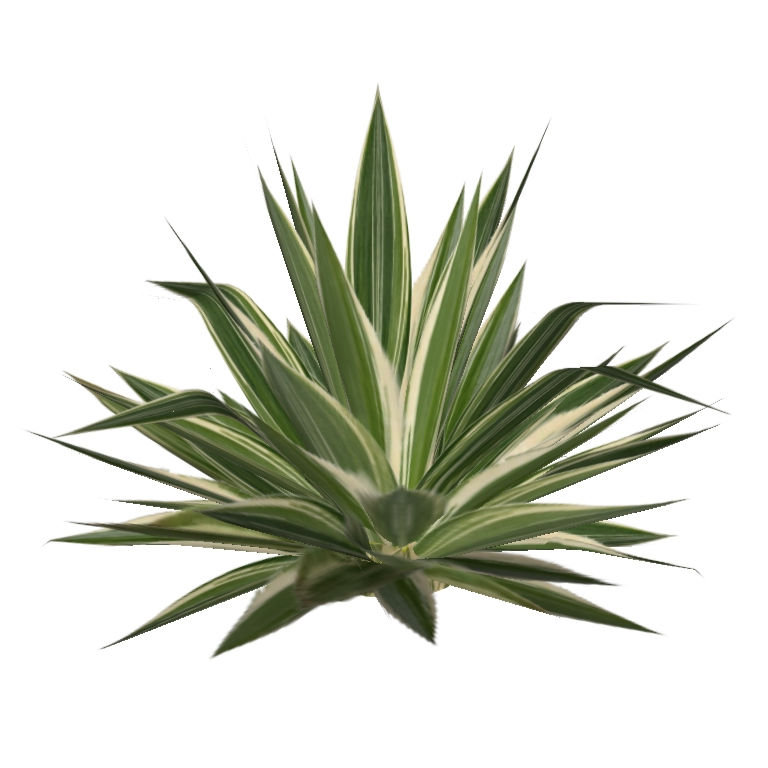 Furcraea foetida 'Variegata' (3 variações)