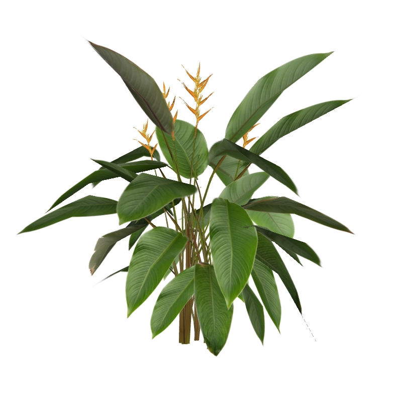 Heliconia pseudoaemygdiana (3 variações)