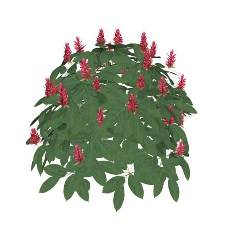 Megaskepasma erythrochlamys