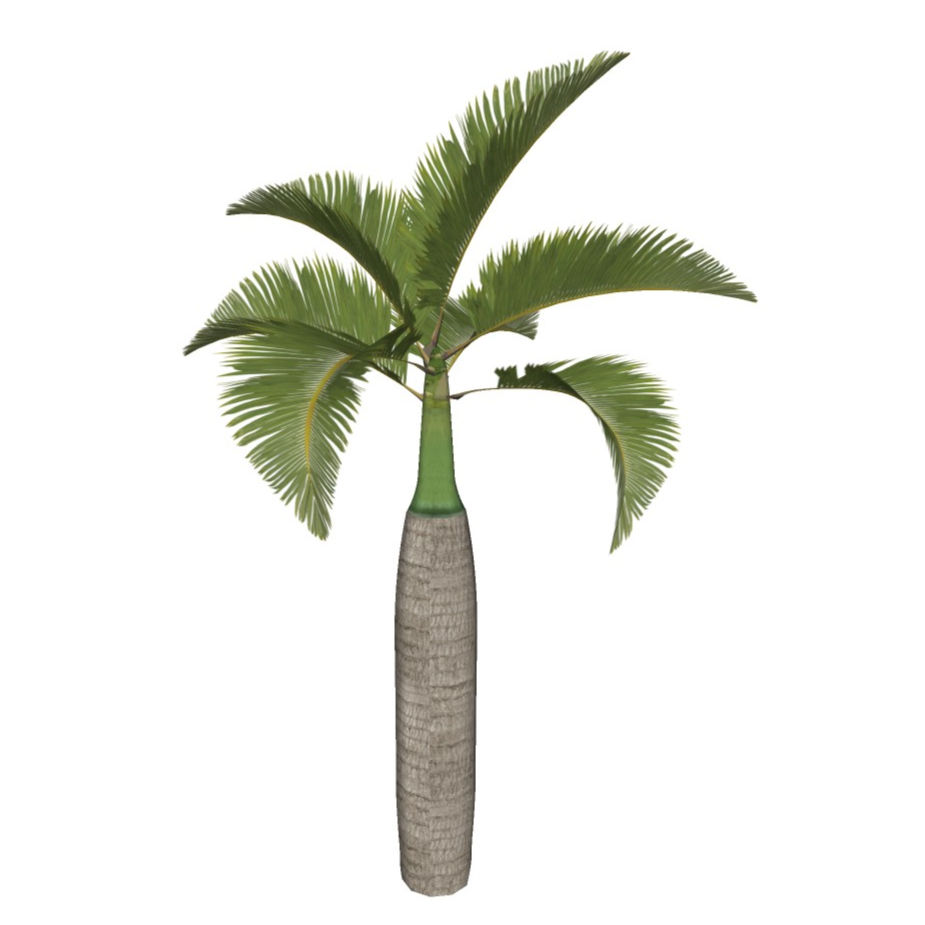 Hyophorbe verschaffeltii