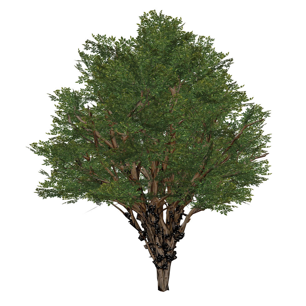 Miniatura: Plinia cauliflora (3 variações)