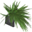 Miniatura: JV - Nephrolepis exaltata