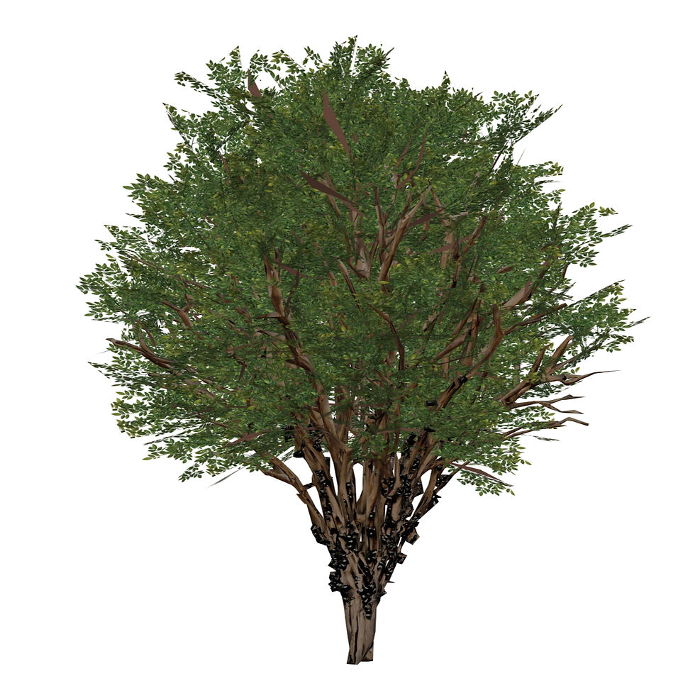 Miniatura: Plinia cauliflora (3 variações)