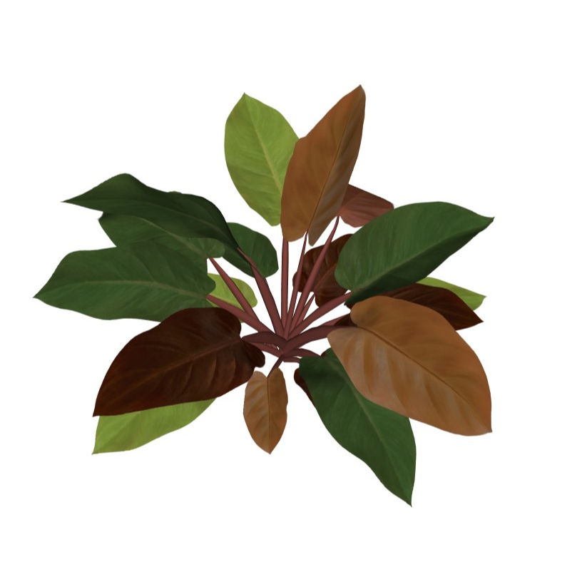 Miniatura: Philodendron 'autumn'