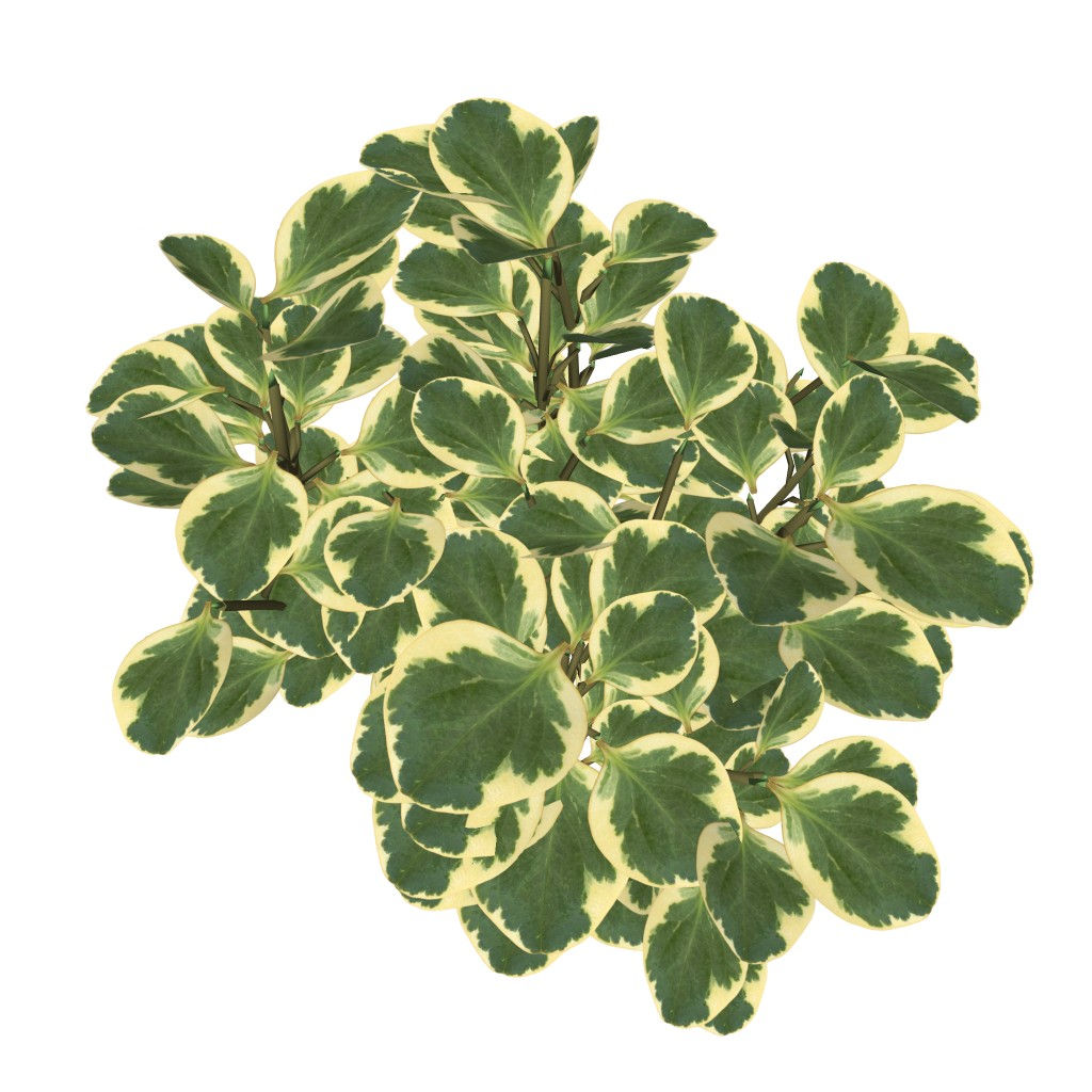 Peperomia obtusifolia (2 variações)