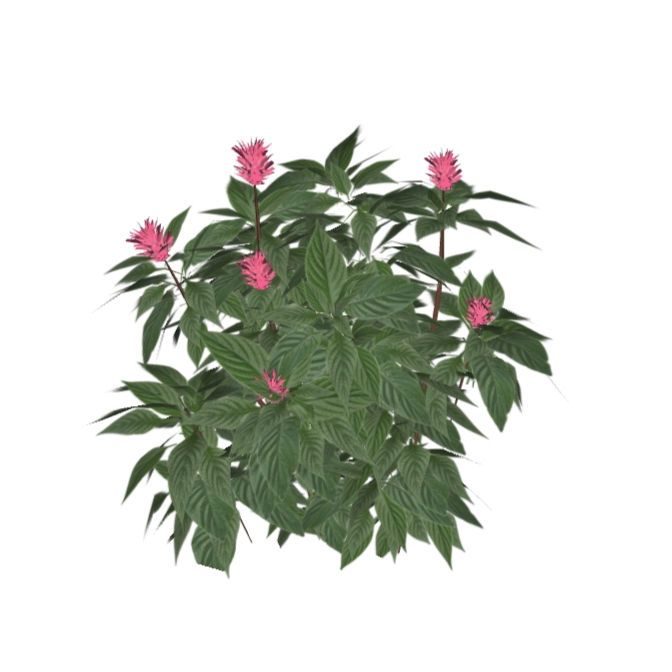 Justicia carnea (3 variações)