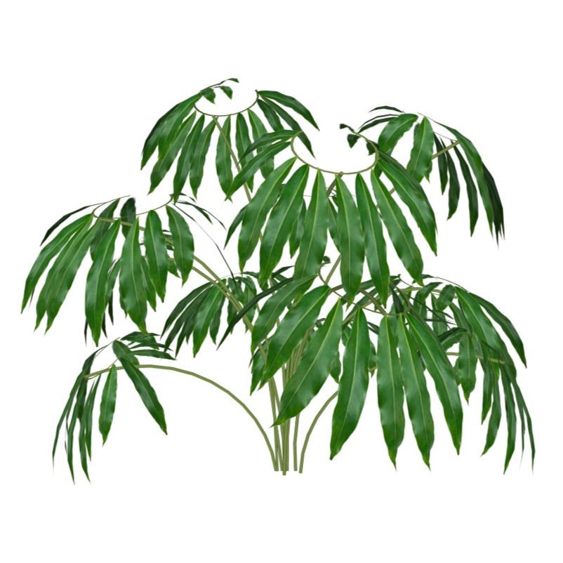 Thaumatophyllum spruceanum