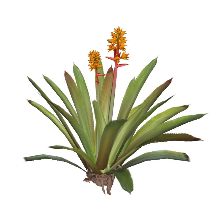 Aechmea aquilega (2 variações)