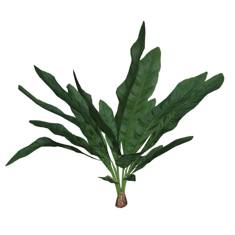 Anthurium coriaceum