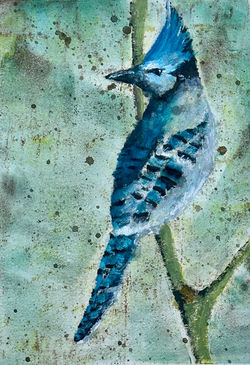 soldbluejay