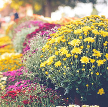 colorful-chrysanthemums-in-autumn-royalty-free-image-849249462-1566673419.jpg