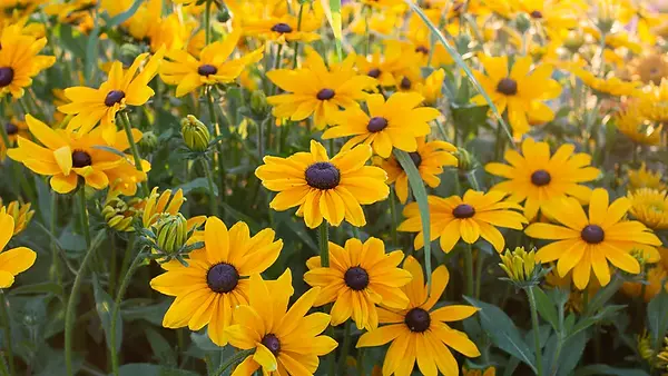 Black_Eyed_Susan_Indian_Summer-1764_768x.webp