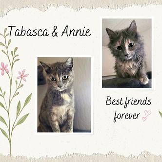Tabasca and Annie collage.jpg