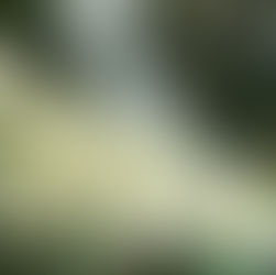 Ramo de café em florada, com flores brancas em destaque, típicas do período de floração nos cafezais do Cerrado Mineiro