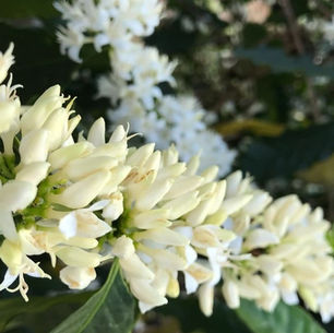 Ramo de café em florada, com flores brancas em destaque, típicas do período de floração nos cafezais do Cerrado Mineiro