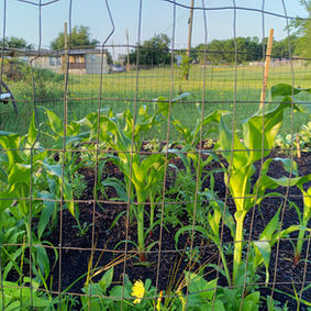 Compost Quinlan, Hunt County Tx