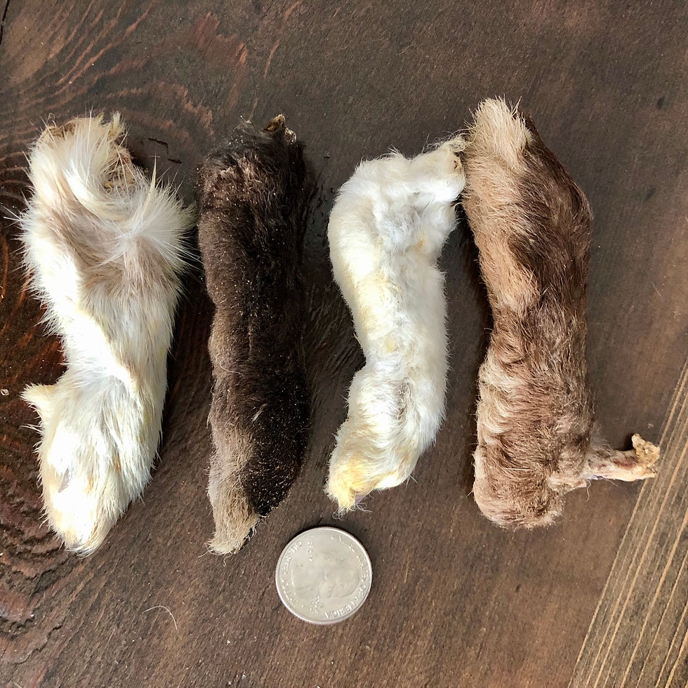 Thumbnail: Dried Rabbit Feet