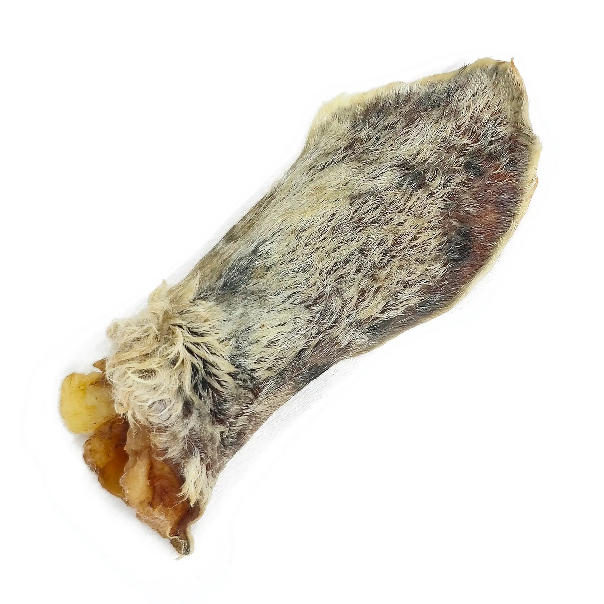 Furry Lamb Ear
