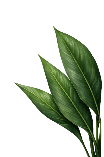 ChatGPT_Image_Jun_1__2026__08_37_13_AM-removebg-preview.png