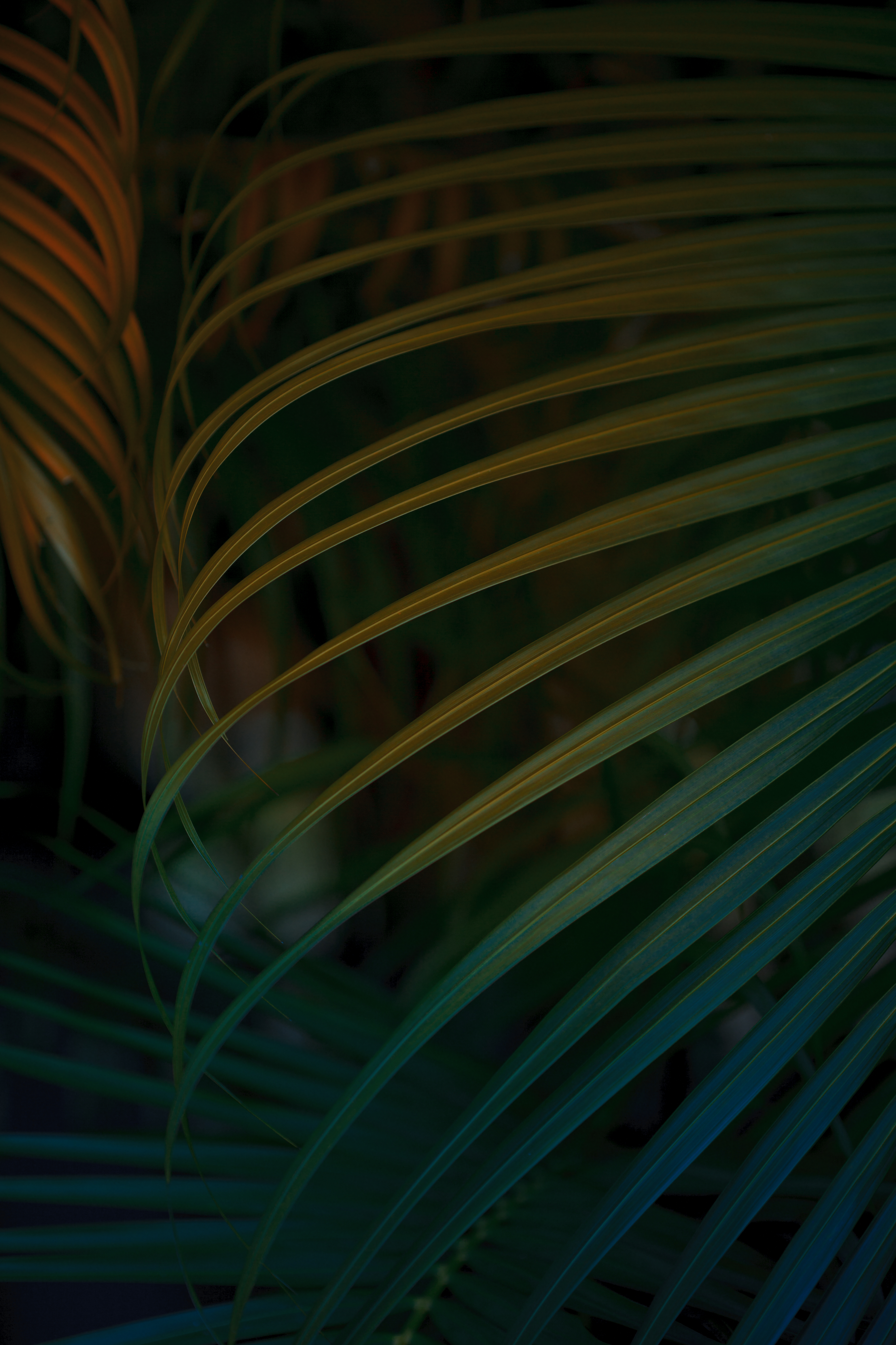 tropical-palm-leaf-background-2026-01-05-05-09-39-utc.jpg