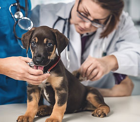 vet checking puppy.jpg