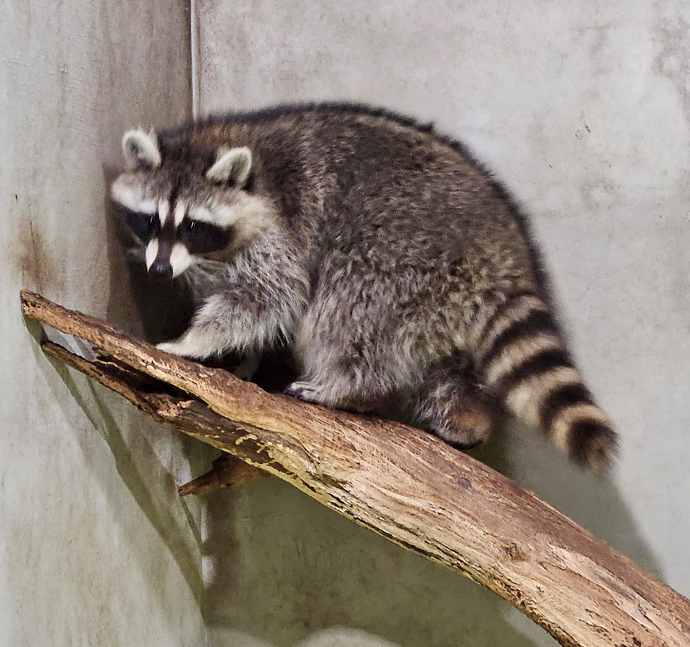 raccoon at Just Farm Just Pets Megastore