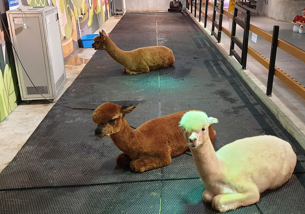 Alpacas at Just Pets Megastore @ Tropicana Garden Mall PJ