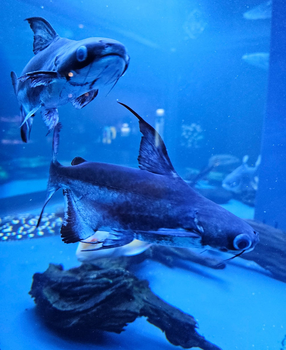 Fishes and aquatic equipment at Just Pets Megastore Kota Damansara