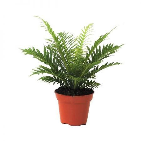 Thumbnail: Blechnum Plant