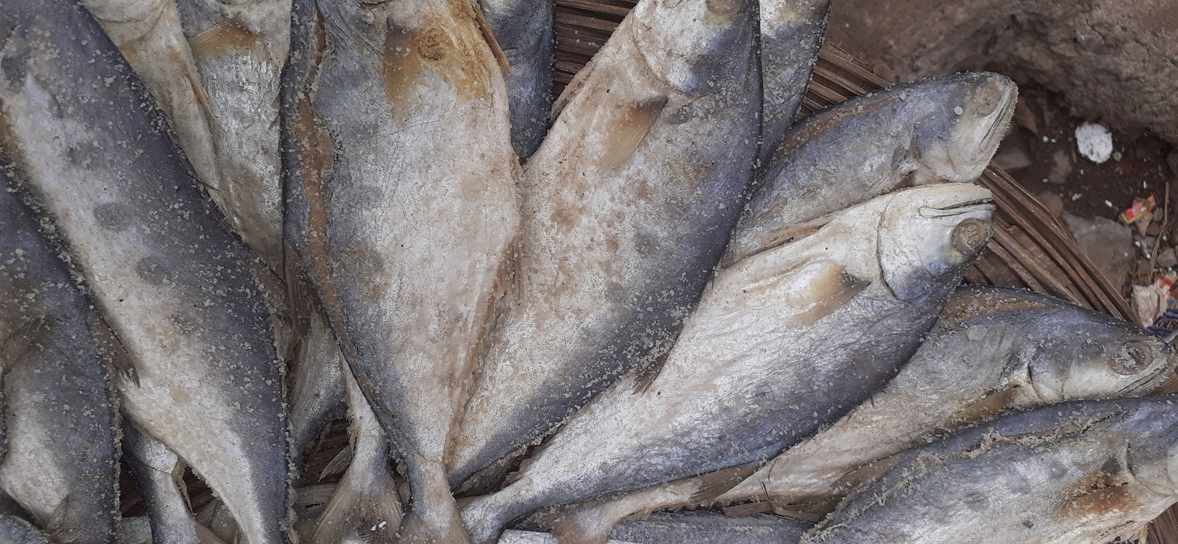 Bhangda dry fish