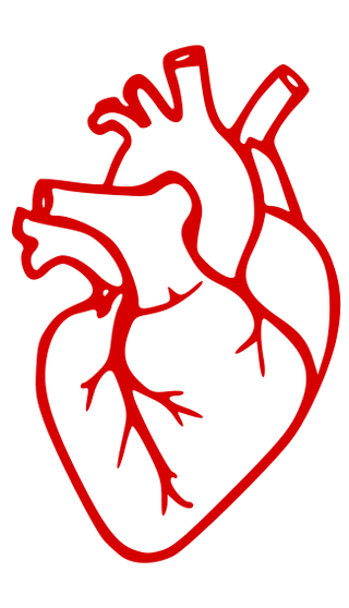 Red-Anatomical-Heart-3x_edited.png
