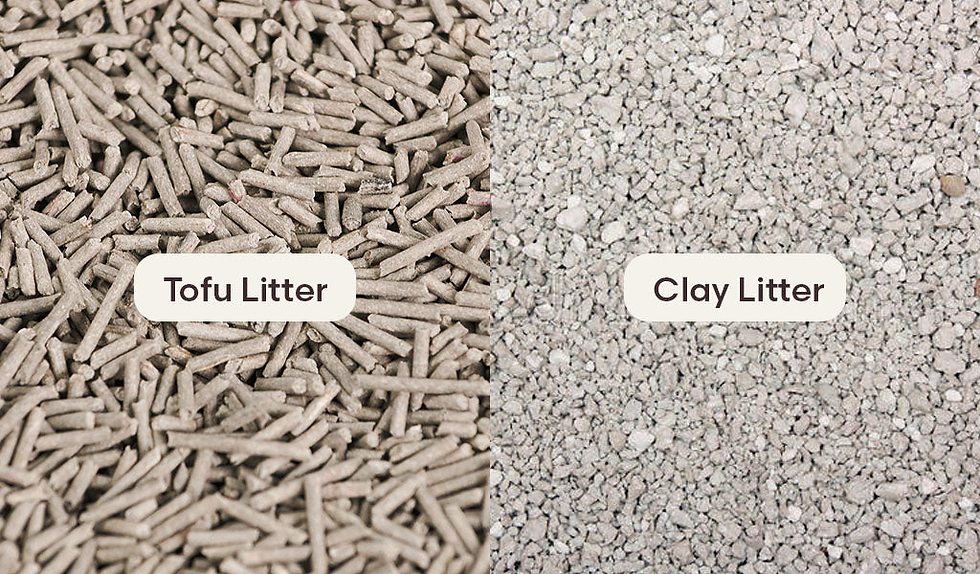 The Better Alternative: Why Tofu Cat Litter Wins