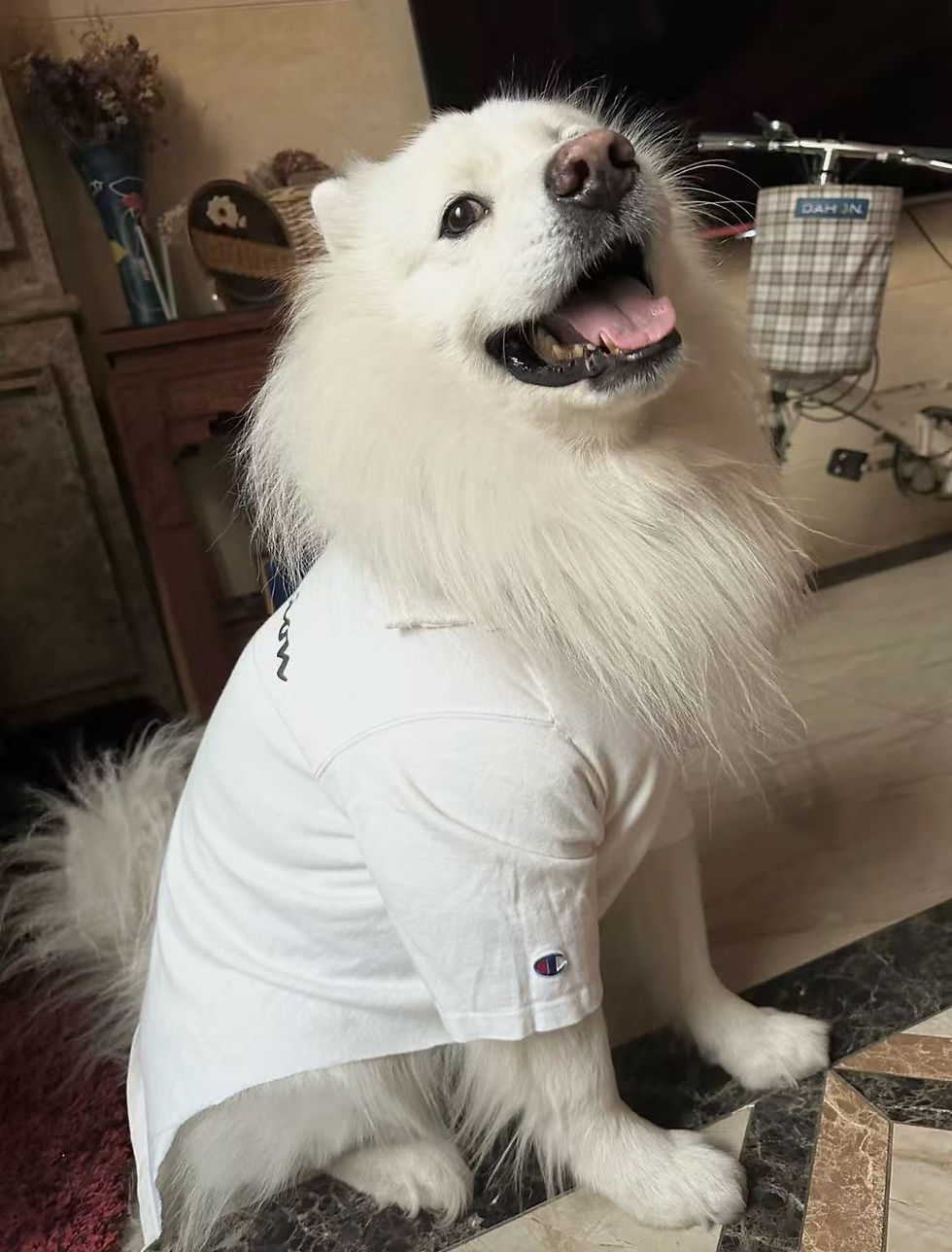 Transform old clothes into new ones for furry kids