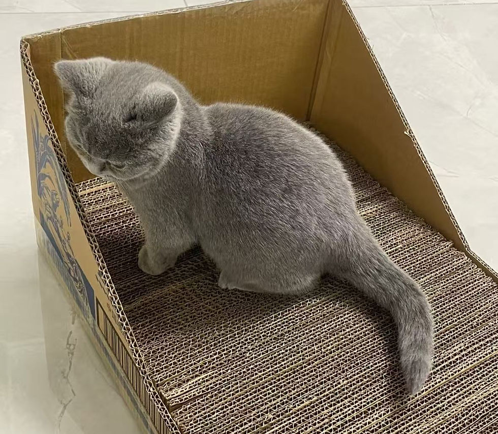 DIY Cat Scratcher