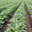 Exceed® SAR is More Than Just a Seed Inoculant. Part 2 of 3.