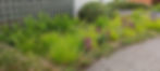 aanplanting
