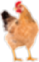 Chicken-coop-free.png