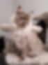 maine coon loof paris blue smoke CHATON A VENDRE _edited.jpg