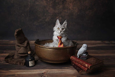 élevage maine coon