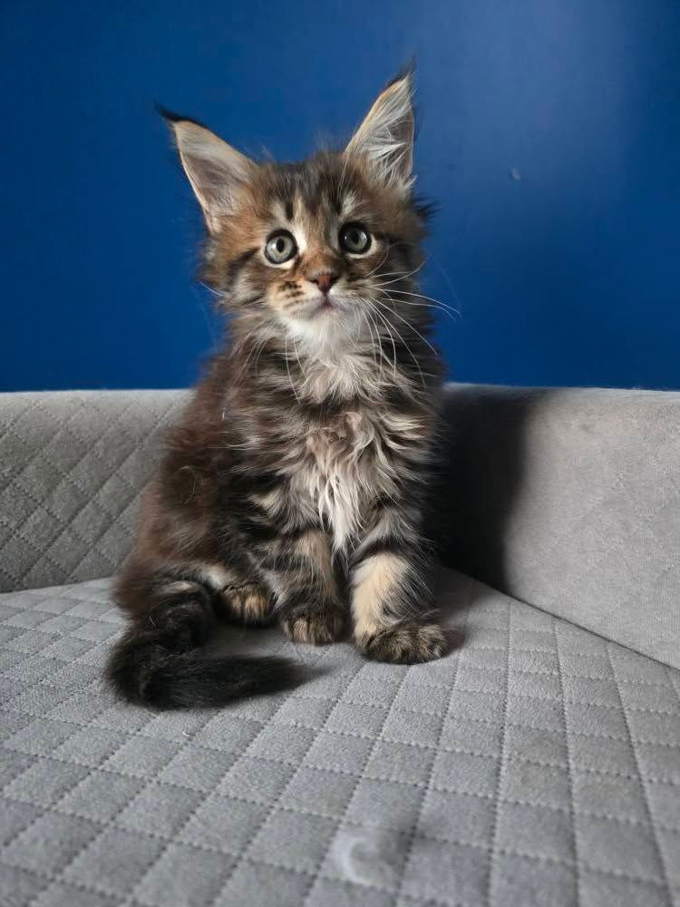 chatons maine coon
