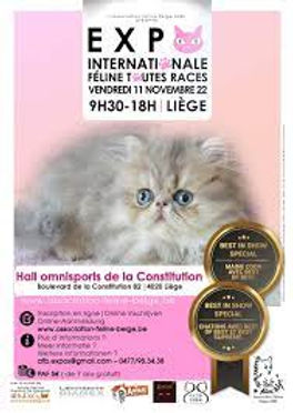 expo feline belge.jpg