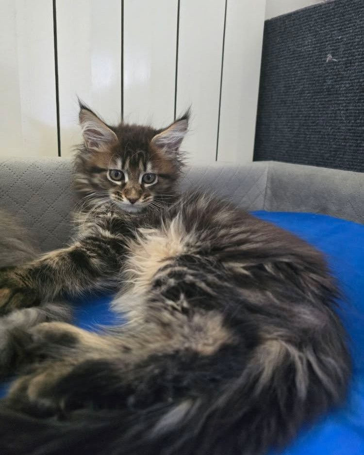 chatons maine coon