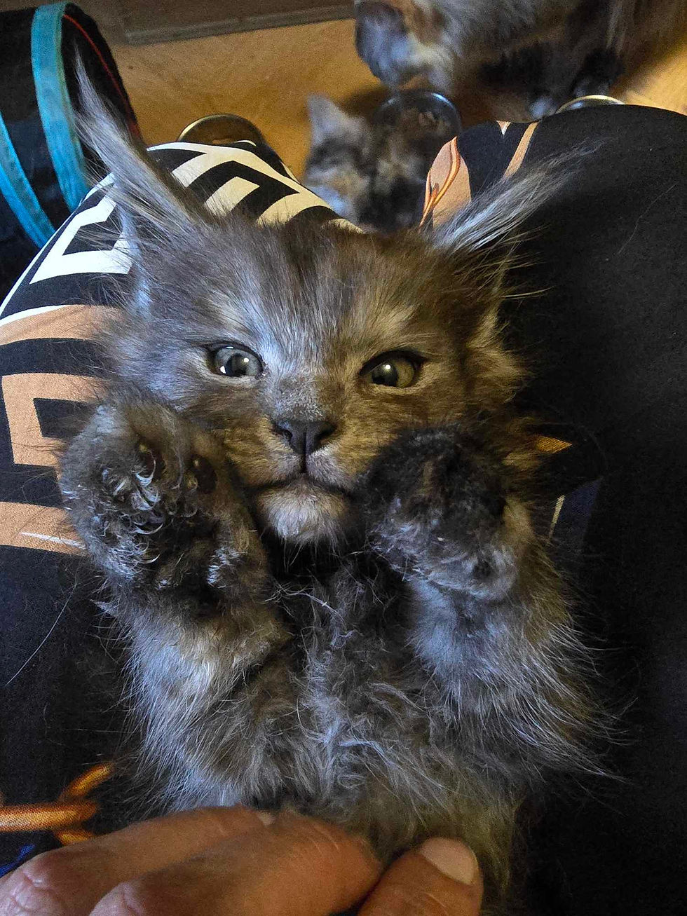 femelle maine coon black smoke france