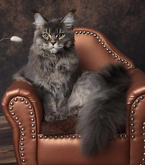 MAINE COON LOOF RUSSE XXL AISNE (1)_edited_edited.jpg
