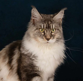maine coon loof XXL Reims .jpg