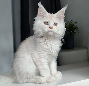 maine coon loof creme smoke ile de france
