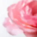 Thumbnail: DELINA EXCLUSIF PARFUM